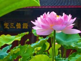 念观音菩萨圣号 一路平安