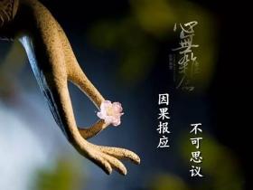 次第花开