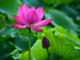 情妇是怎样把平步青云的他送上断头台的？