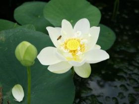 香港火灾中的奇迹：被困31楼的陈伯念“南无观世音菩萨”20小时奇迹生还！