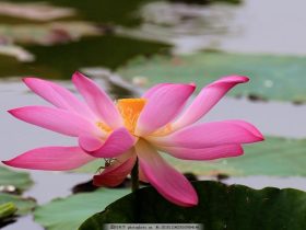 细讲弟子规 第二十六集