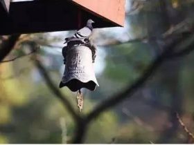 香港火灾中的奇迹：被困31楼的陈伯念“南无观世音菩萨”20小时奇迹生还！