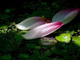 因破戒真实的触摸到死亡,愿以我的真实经历警醒众生