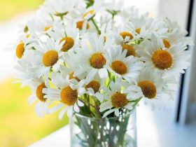 弘扬放生，利益无穷无尽的后代子孙