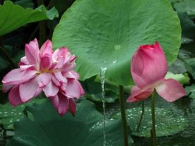 很多人不明真相的吃了这些，遭受到了疯狂的报复