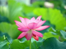 堕胎为何是重罪？